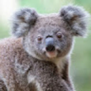 Meet your Posher, Regla